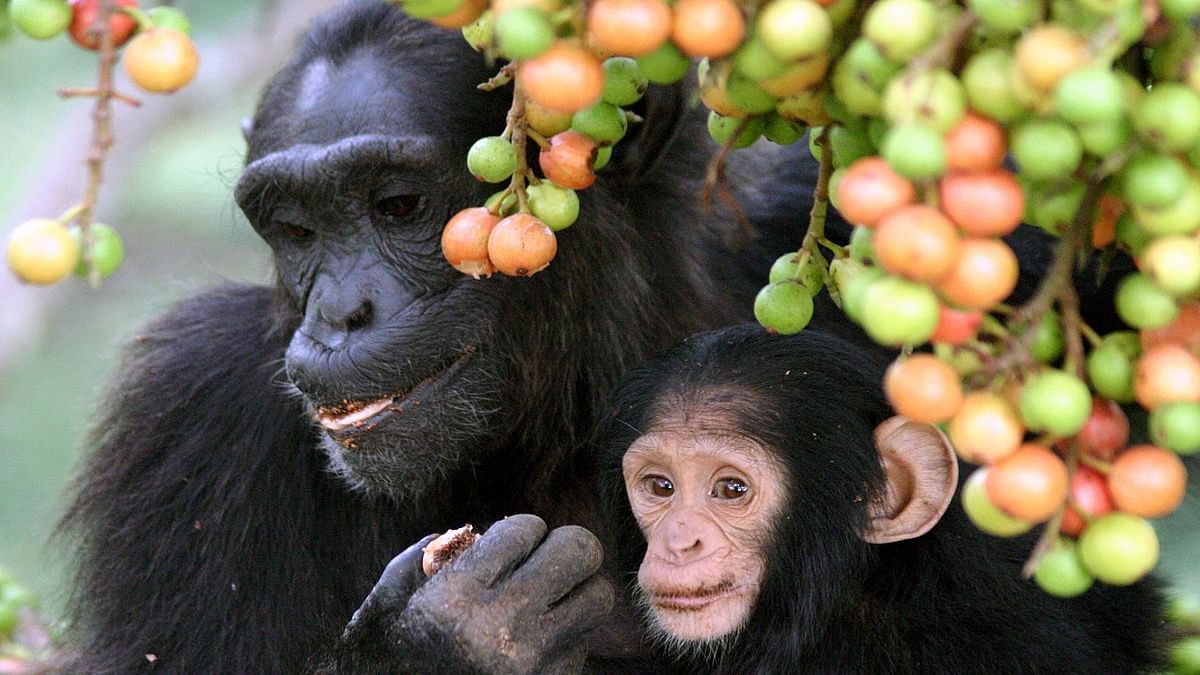 Grunt Hoo And Bark — Study Shows Chimpanzees Can String Together Sounds