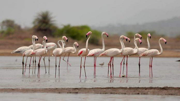 Greater flamingos at Thane Creek | Credit: BNHS
