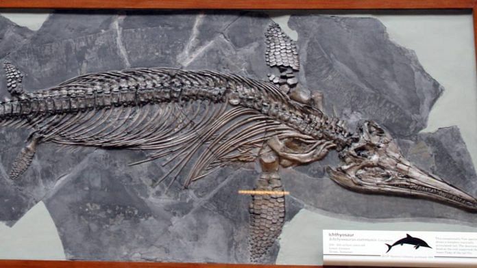 Representational image of an ichthyosaur skeleton | Wikipedia