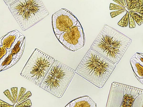 Ocean acidification leading to decline in diatoms: Study