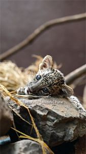 Young female leopard cub waiting for meal time at RESQ Wildlife TTC | Neha Panchamia