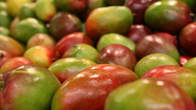 From pest attacks to climate change, India’s mango yield hits new lows this year