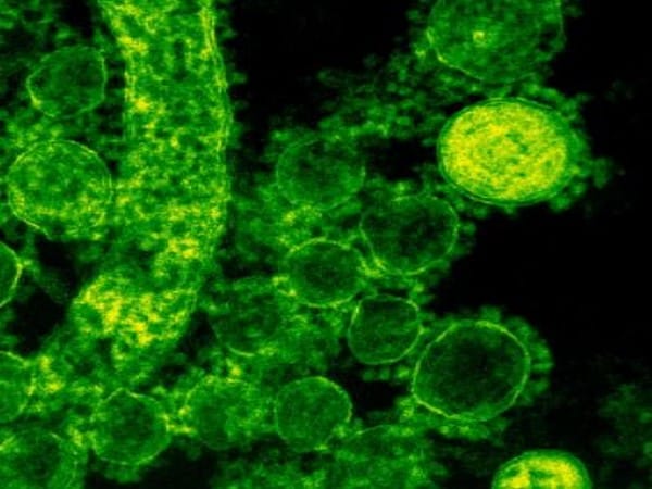 Study finds gut microbiota may change response to cancer treatment