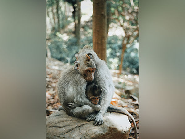 A study identifies over 500 animal species that are thought to be extinct