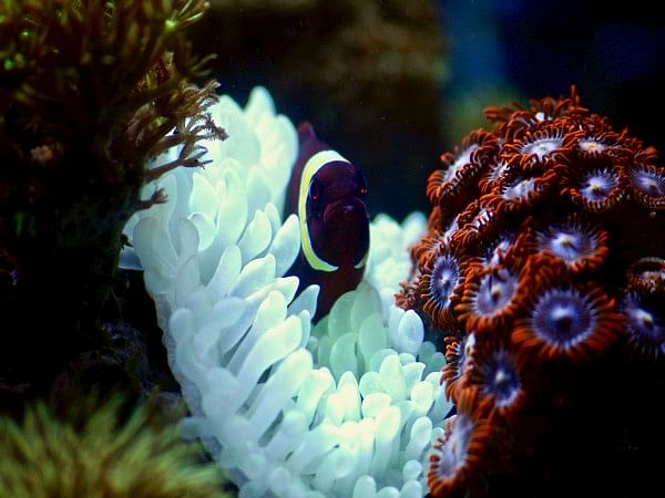 Artificial intelligence learns 'song' of coral reefs