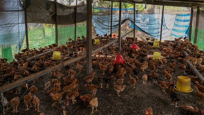 Chickens at a poultry farm in Malaysia | Bloomberg photo