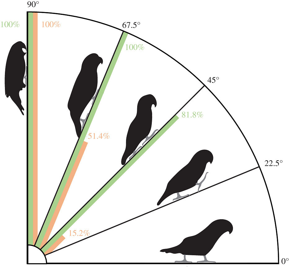 Frequency of beak (orange, right bar), tail (green, left bar) and wing use in rosy-faced lovebirds. Wing use was not observed at any substrate angle | Credit: Young et al., Proceedings of Royal Society B, 2022