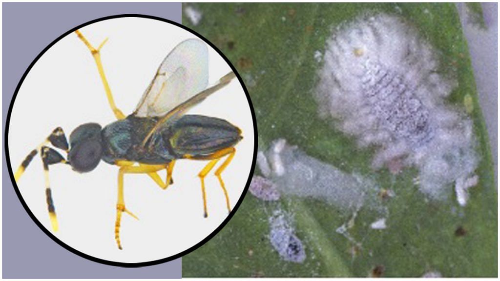 Anagyrus lopezi, a type of parasitic wasp imported from Benin to tackle the Cassava Mealybug (right) | Credit: ICAR-NBAIR