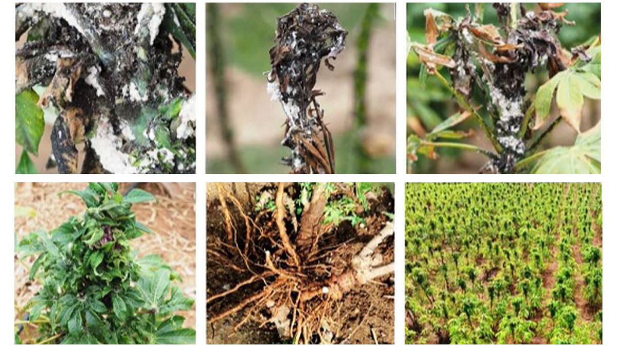 Various stages of damage inflicted by the Cassava Mealybug on a cassava plant | Credit: ICAR-NBAIR