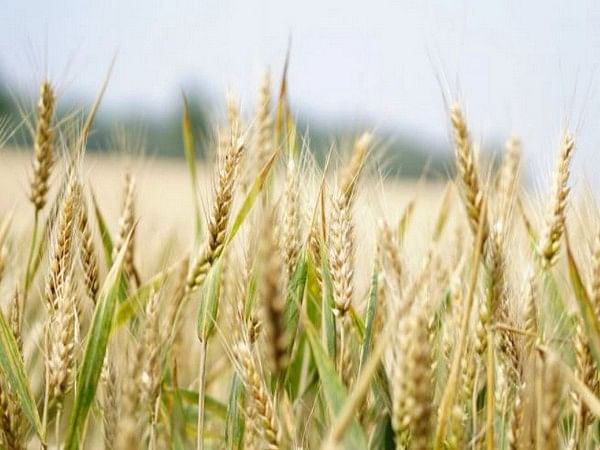 Pak's wheat output to fall short by nearly 3 million tonnes