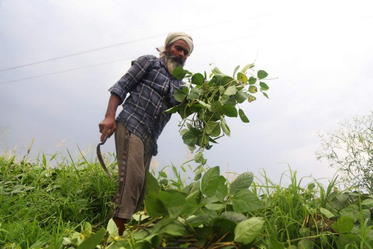 Why Punjab farmers who bet big on moong this summer reaped a harvest of discontent