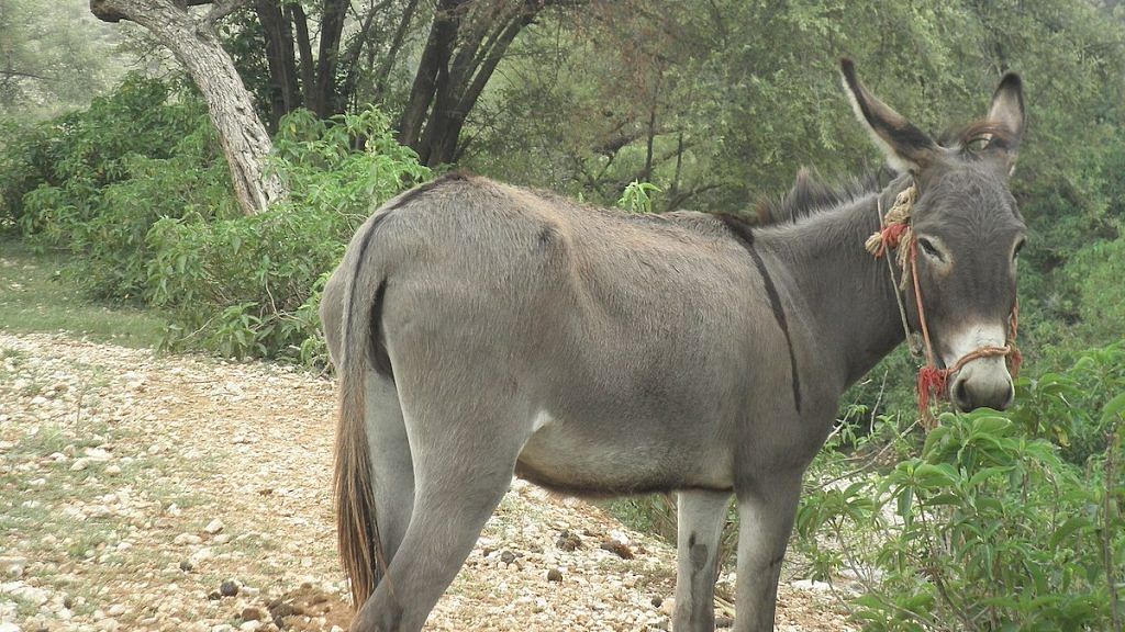 A donkey, Soon Valley, Pakistan | Wikimedia Commons