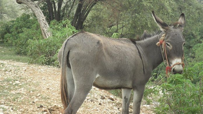 A donkey, Soon Valley, Pakistan | Wikimedia Commons