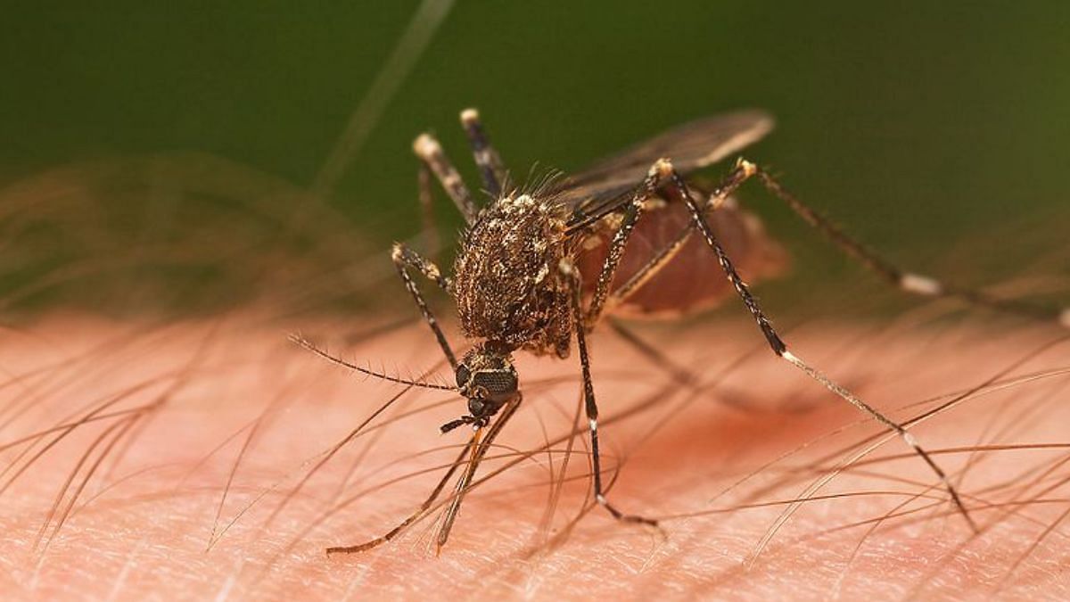 Where do mosquitoes go in winter? The answer will help in disease outbreak