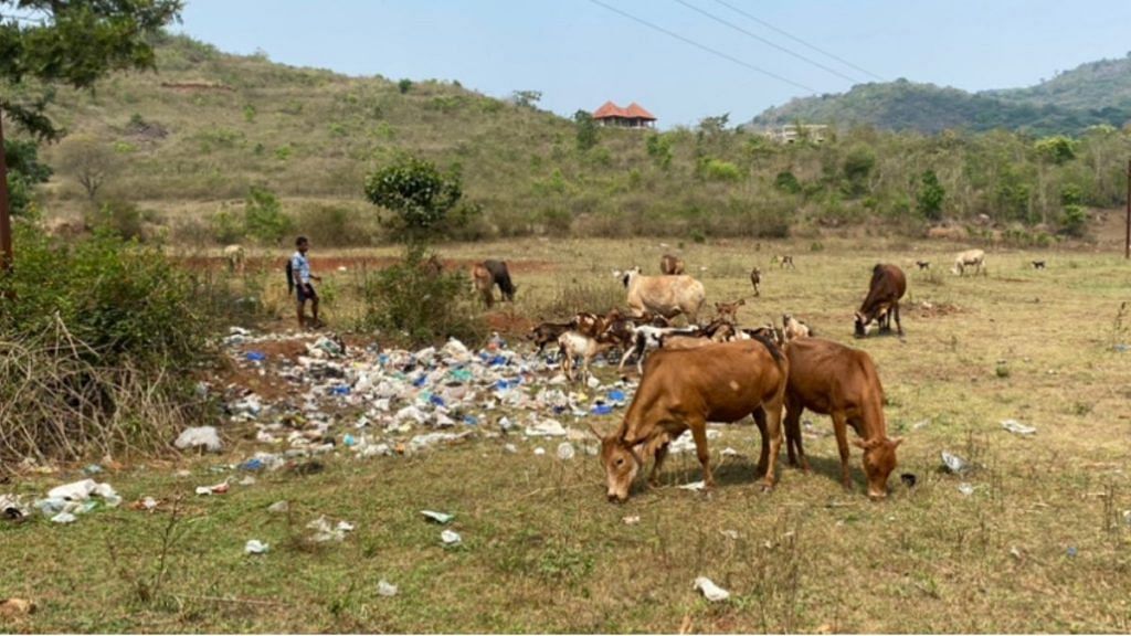 Cattle left for grazing as heaps of plastic lie unattended in Lambasingi, Andhra Pradesh | Rishika Sadam | ThePrint