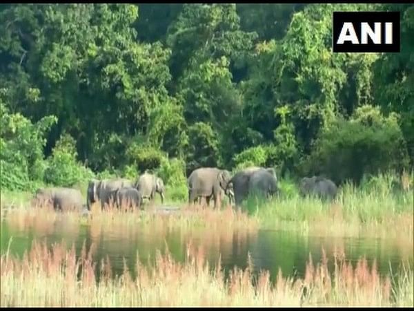 Kaziranga National Park regulates speed of vehicles in view of floods,  animal migration – ThePrint – ANIFeed