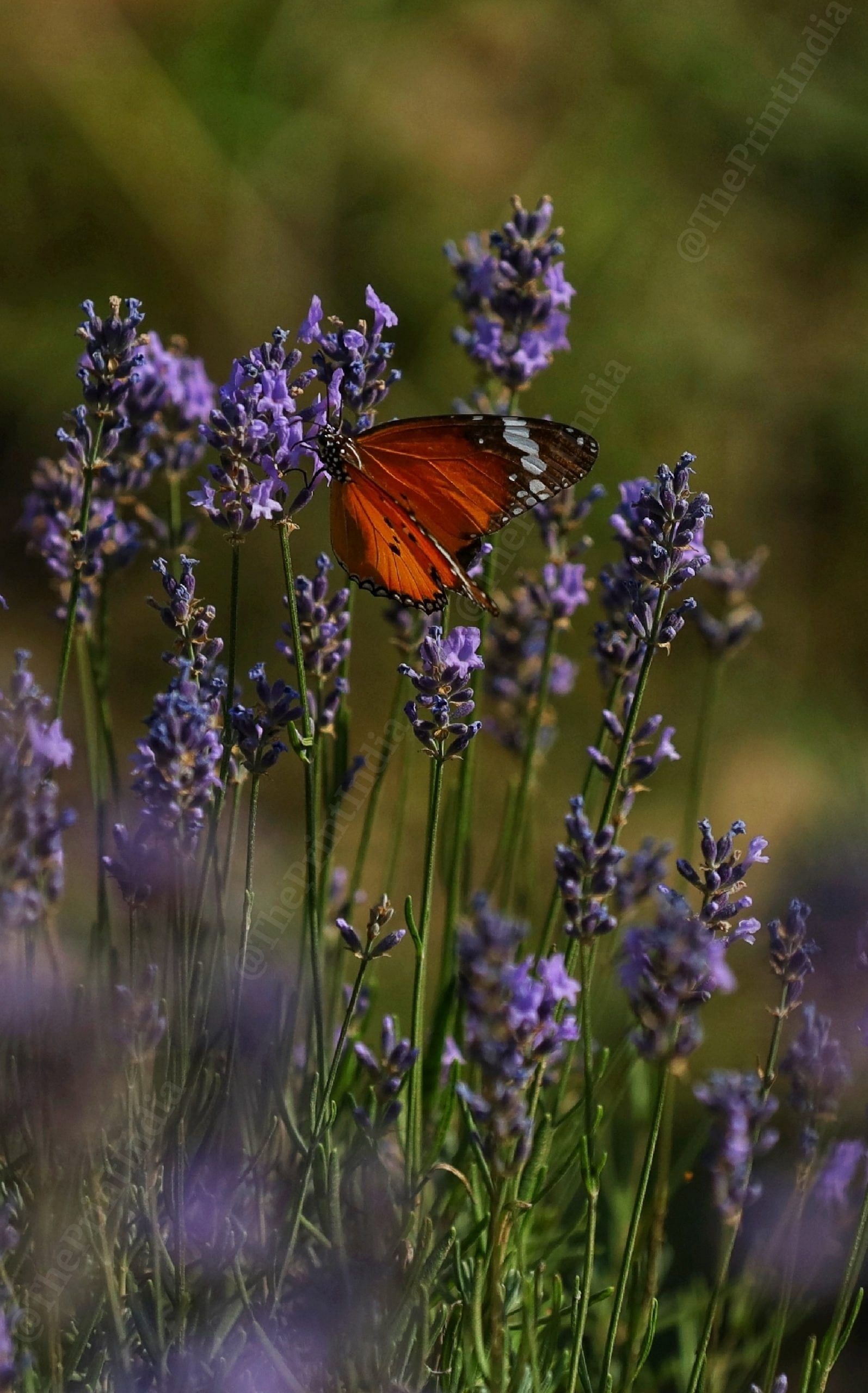 A butterfly perched on a Lavender sprig in Bhaderwah | Manisha Mondal | ThePrint
