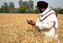 A farmer inspects his wheat crop at his farm in a village near Amritsar, 18 April | ANI Photo