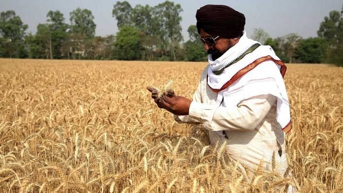 File photo of a farmer inspecting his wheat crop at his farm near Amritsar, Punjab | ANI