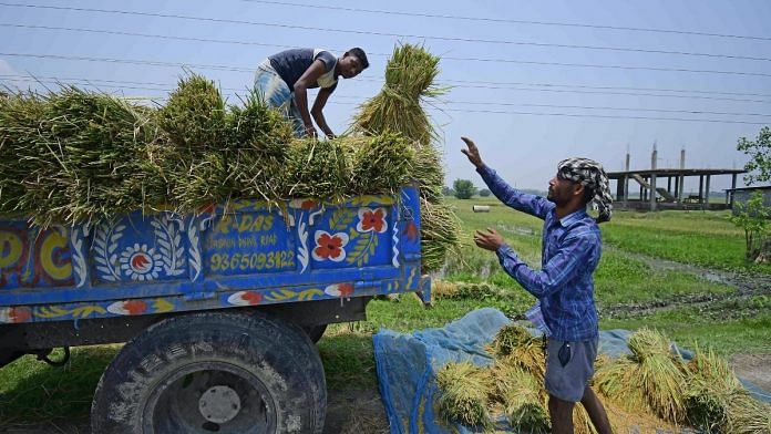 Farmers unload the bundles of harvested paddy in a field | Representational image | Photo: ANI