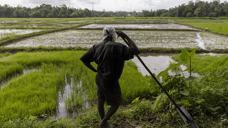 Seed, fertiliser scarcity pushes Sri Lanka into food crisis as farmers abandon fields