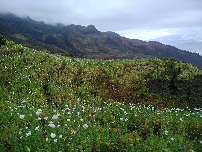 Poppy fields in Manipur | Source: Geetchandra Mangang