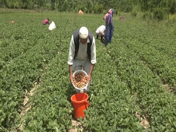 Harvesting of strawberries in full swing in J-K