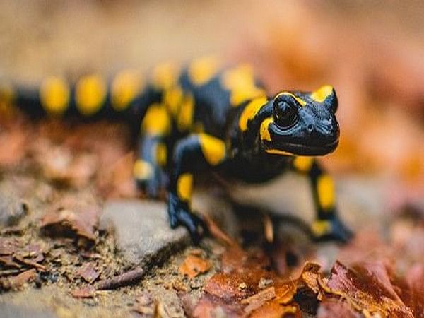 Study: Climate change may affect distribution of salamander species in US, Canada