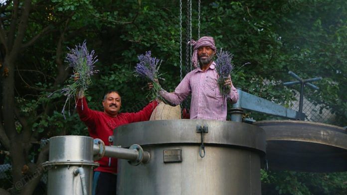 Workers with freshly-cut Lavender plants at an oil extraction centre in Bhaderwah | Manisha Mondal | ThePrint