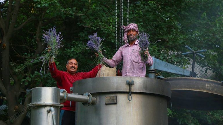 ‘Purple Revolution’ blooms in J&K’s Bhaderwah as Lavender plantations boost farmers’ income