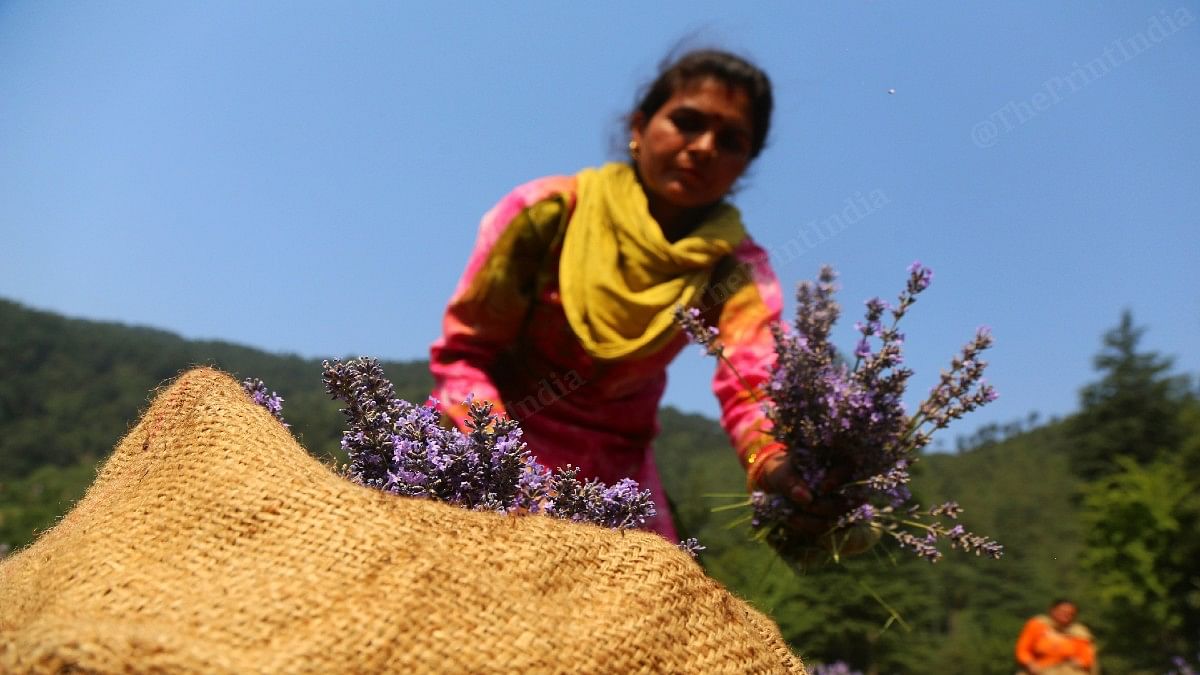 Workers who pick the flowers say they are paid around Rs 450 a day | Manisha Mondal | ThePrint 