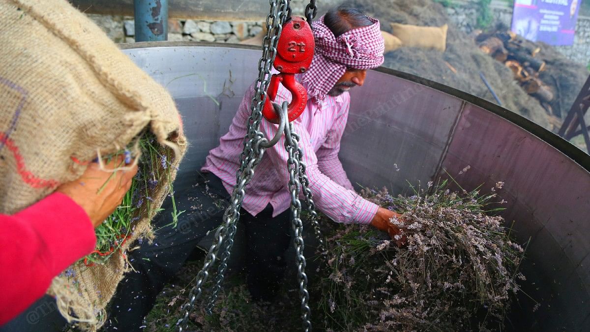 The Lavender plants being put into a container, in which they are steamed for house to extract oil | Manisha Mondal | ThePrint