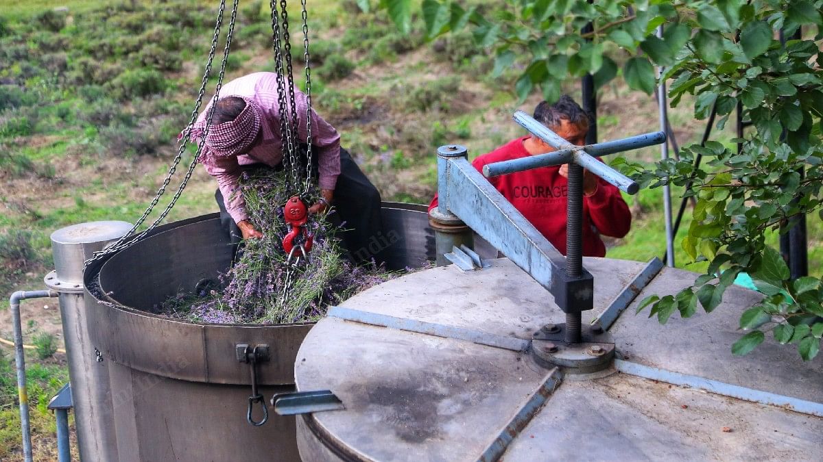 Workers levelling the Lavender plants in the container for extraction | Manisha Mondal | ThePrint