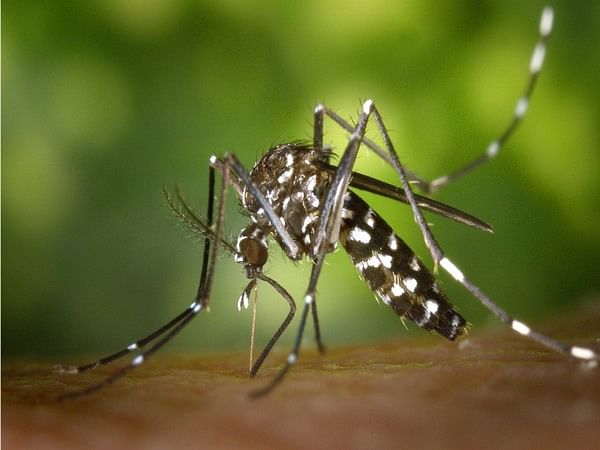 Scientists discover why vaccination against malaria loses its effect in short time