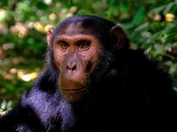Chimpanzees blend their sounds to generate a range of vocal patterns, finds study