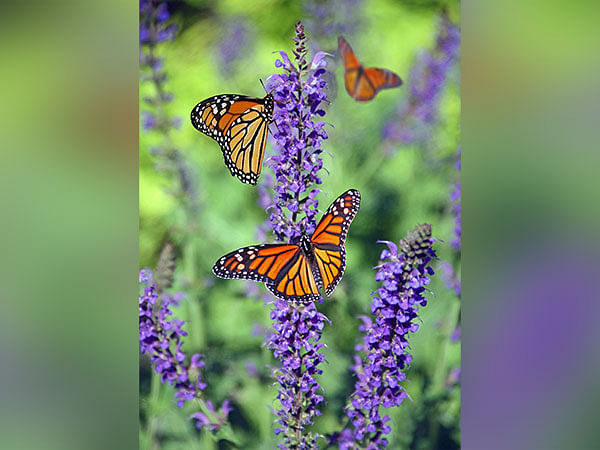 Research: Monarch butterflies slated for extinction due to diminishing winter colonies