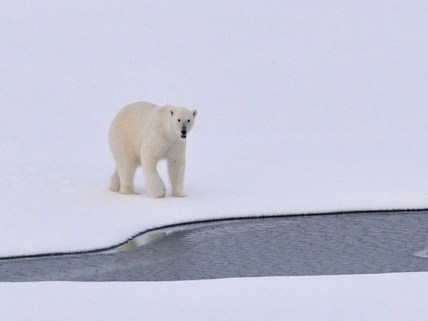 Study: Polar bears of Greenland shed light on future of the species in warming world