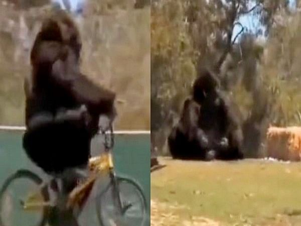 Gorilla rides a bicycle, throws it away after falling off; video leaves netizens in splits