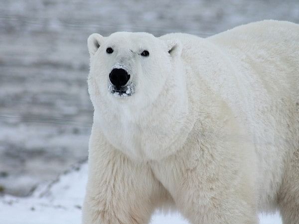 Population of polar bears shed light on species' future in warming Arctic: Study
