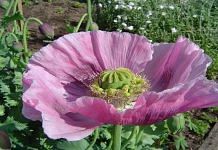 Representational photo of opium poppy | Commons