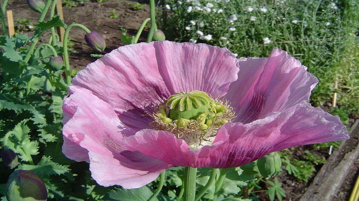 1024px-Opium_poppy (1) Representational photo of opium poppy | Commons