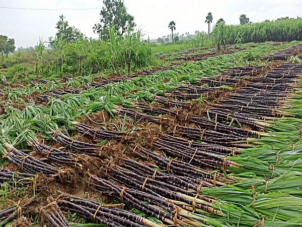 Tanzania moves to boost sugarcane production