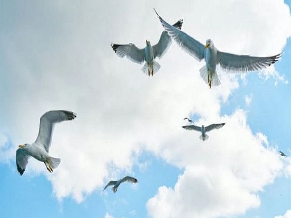 Birds optimize their landing maneuvers for accurate descent : Research