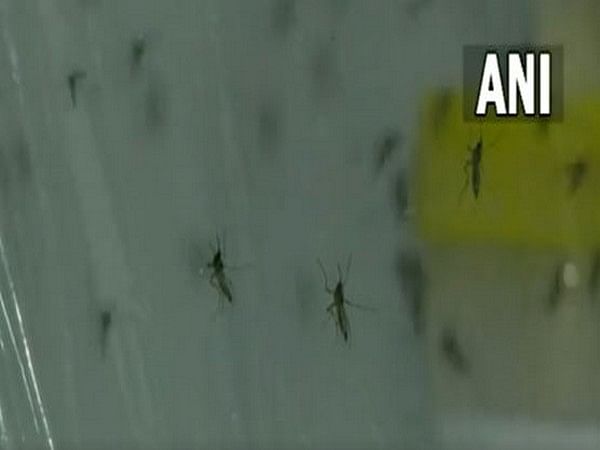 ICMR-VCRC develops special mosquitoes to control Dengue, Chikungunya