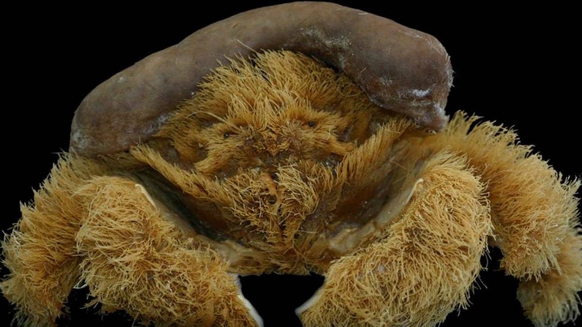 ‘Fluffy’ crab from Australia that wears sea sponge like a hat named after Darwin’s ship - ThePrint
