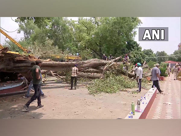 Child killed as tree falls at school in Chandigarh