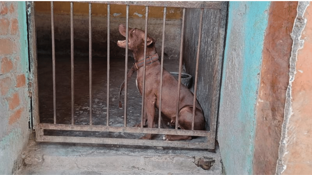 Brownie is now lodged in an animal shelter run by House of Stray Animals (HSA) | Shikha Salaria/ThePrint