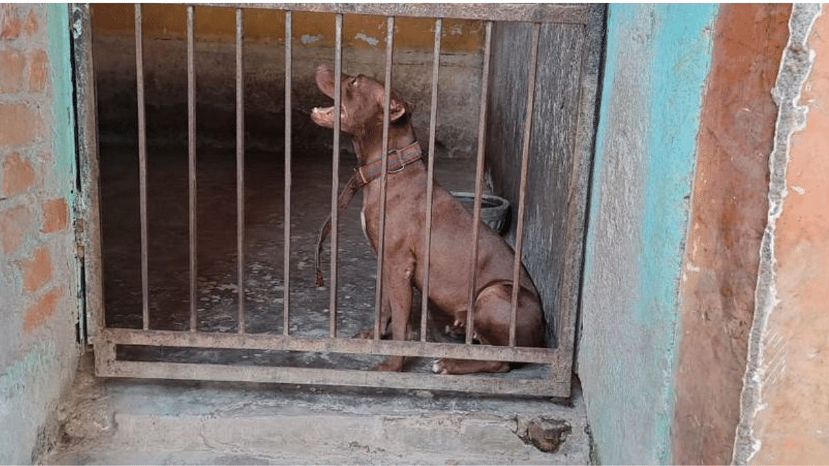 Brownie never hurt us before'—Pit bull case shows India's misplaced  obsession with fancy dogs