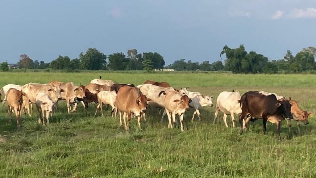 Cows graze in vast expanse of green pastures at Madhwaliya Gau Sadan in Nichlaul nagar panchayat, Maharajganj district, UP | Shikha Salaria | ThePrint