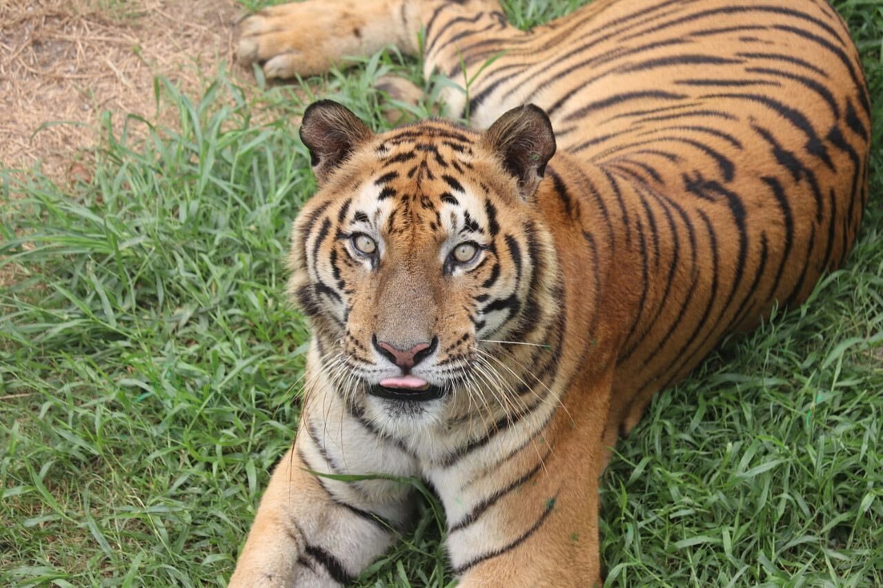 Royal Bengal tiger Raja at the South Khairbari Rescue Centre. | Photo Credit: DFO Jaldapara